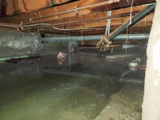  Ripley, OH Water damage restoration Pros