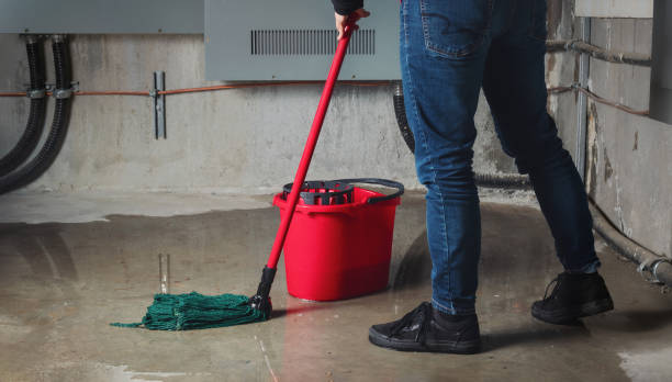 Best Professional water damage repair  in Ripley, OH